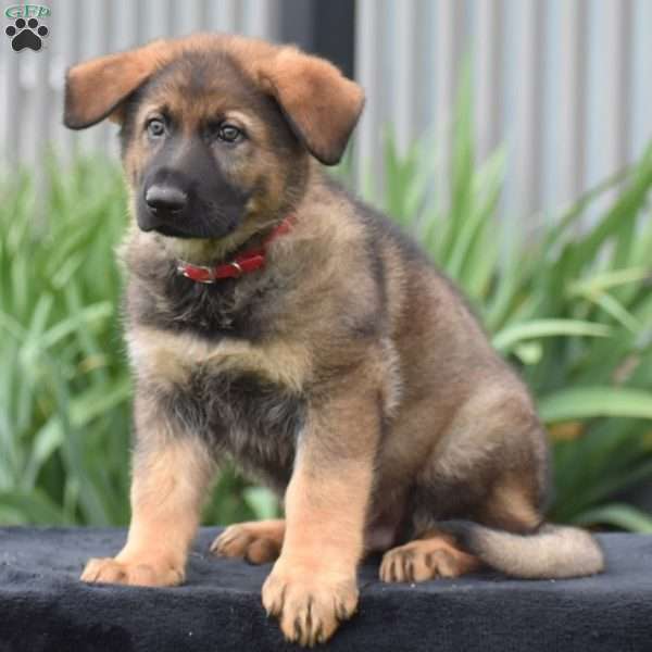 Moe, German Shepherd Puppy